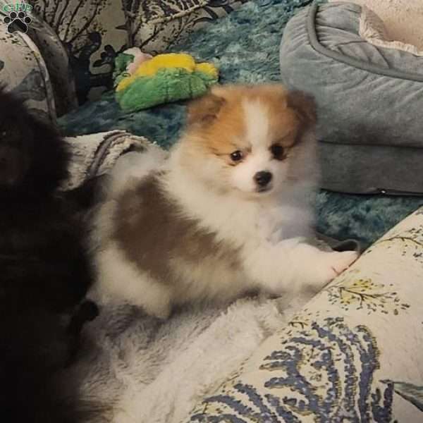 Sasha, Pomeranian Puppy